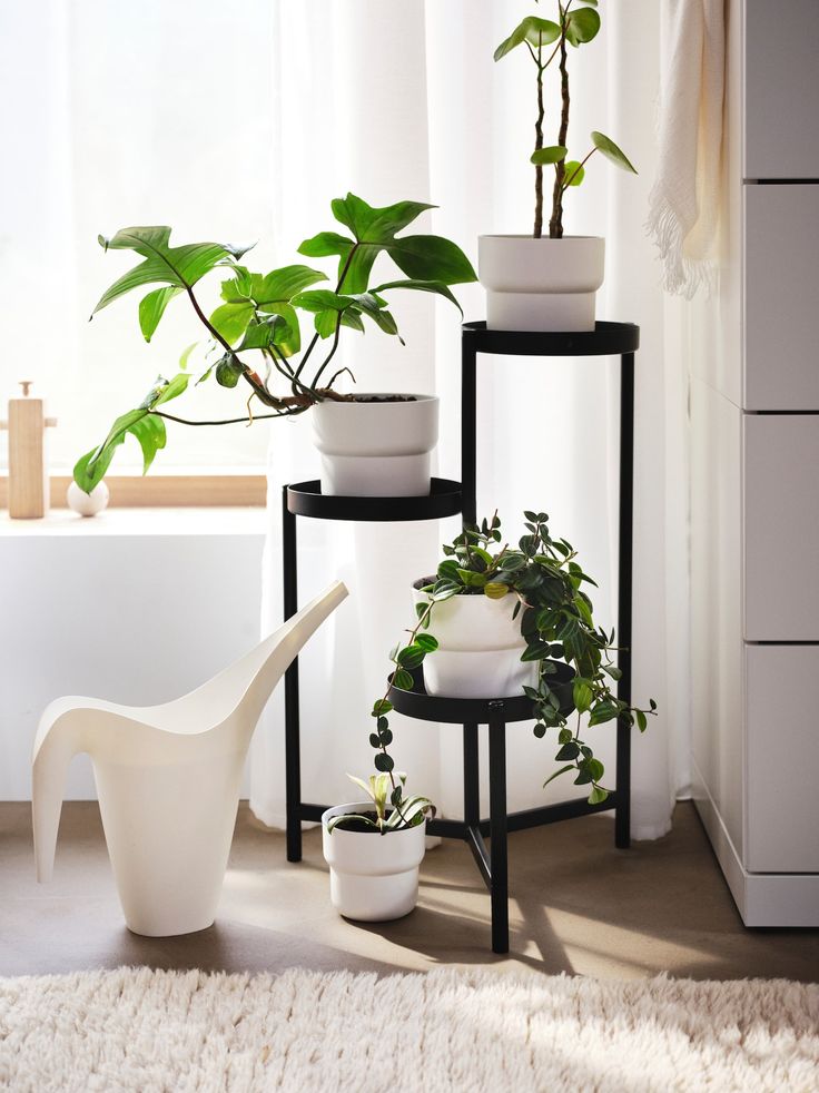 a person is pouring water on plants in their living room, while the sun shines through the window