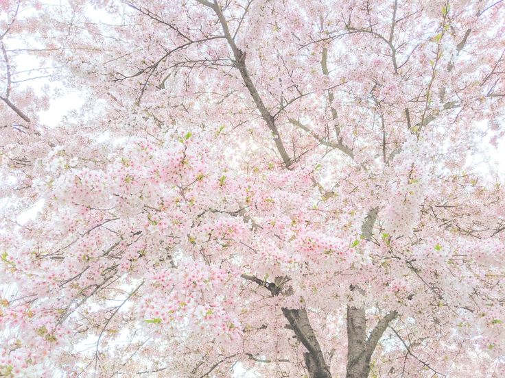 a tree with lots of pink flowers on it