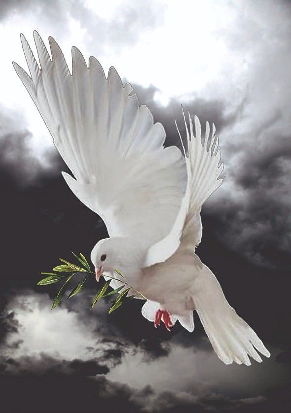 a white bird flying through the air with a twig in it's beak