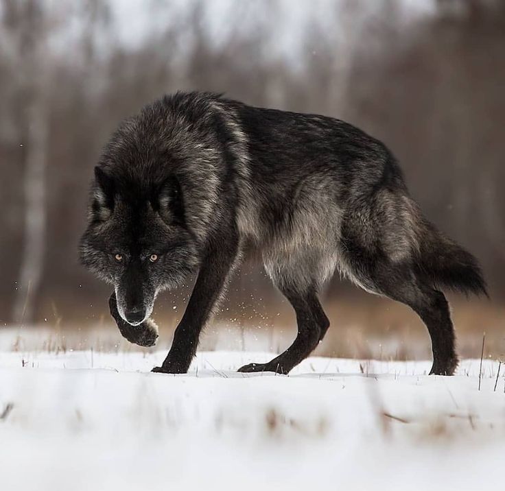 a wolf is walking through the snow in front of some trees with an inscription on it