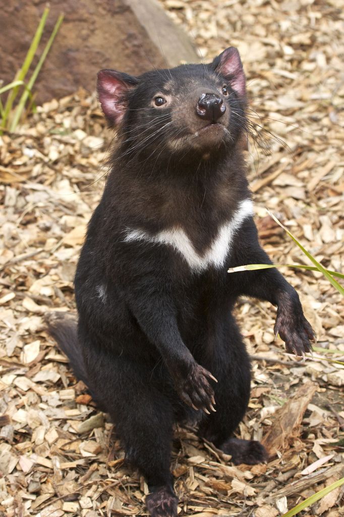 a black and white animal sitting on the ground