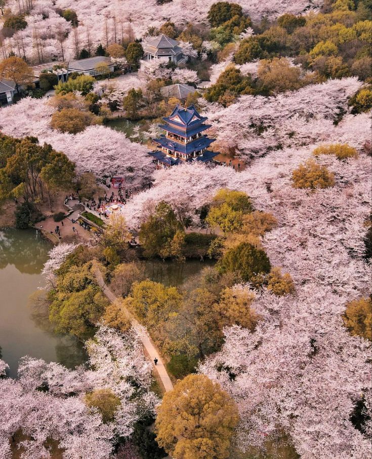 an aerial view of trees covered in pink flowers and water surrounded by greenery, with a building on the other side