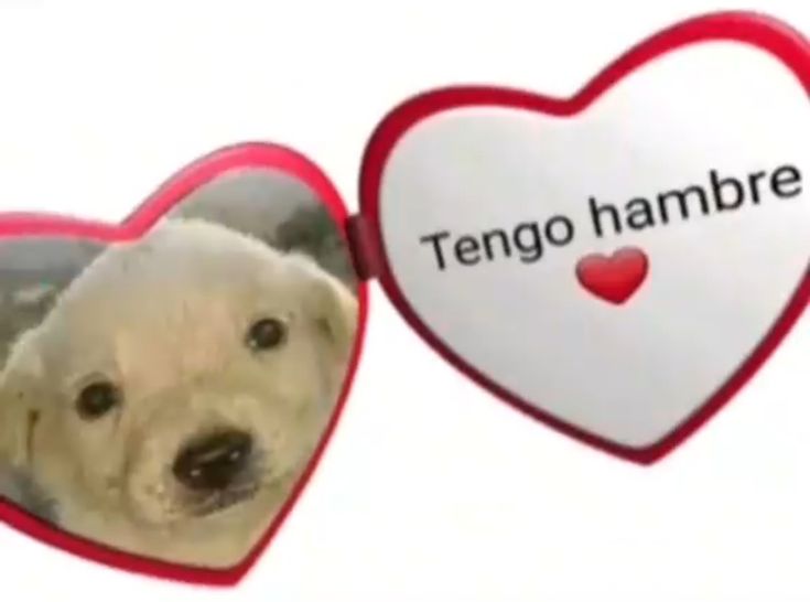 there is a dog with a heart shaped frame in front of it that says tengo hambre