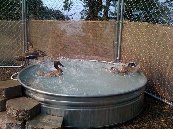 several ducks are swimming in an outdoor hot tub