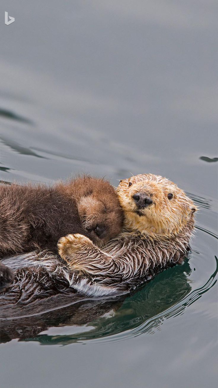 two baby otters cuddle together on the water's surface, with their heads touching each other