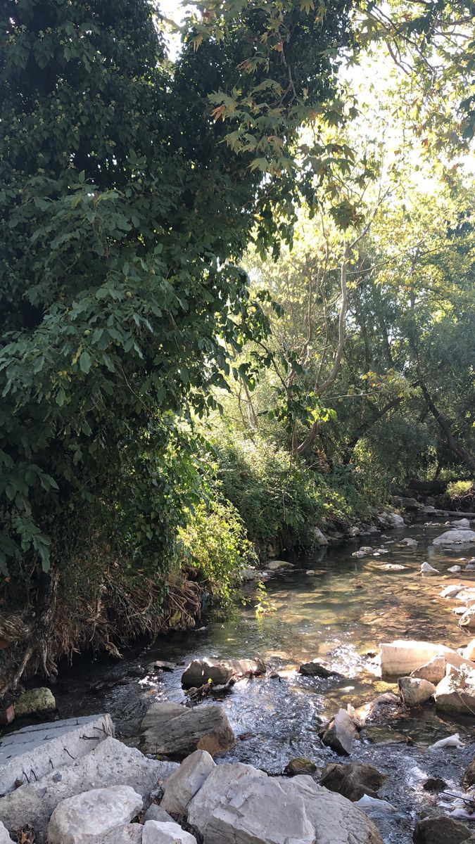 a river running through a forest filled with lots of rocks and trees in the background