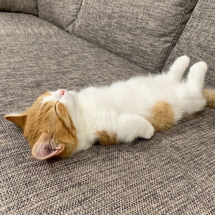 an orange and white cat laying on its back on a couch with it's eyes closed