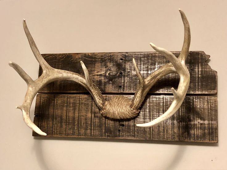 an antlers head mounted on the side of a wooden wall