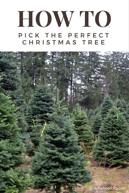 a christmas tree farm with the words how to pick the perfect christmas tree on it