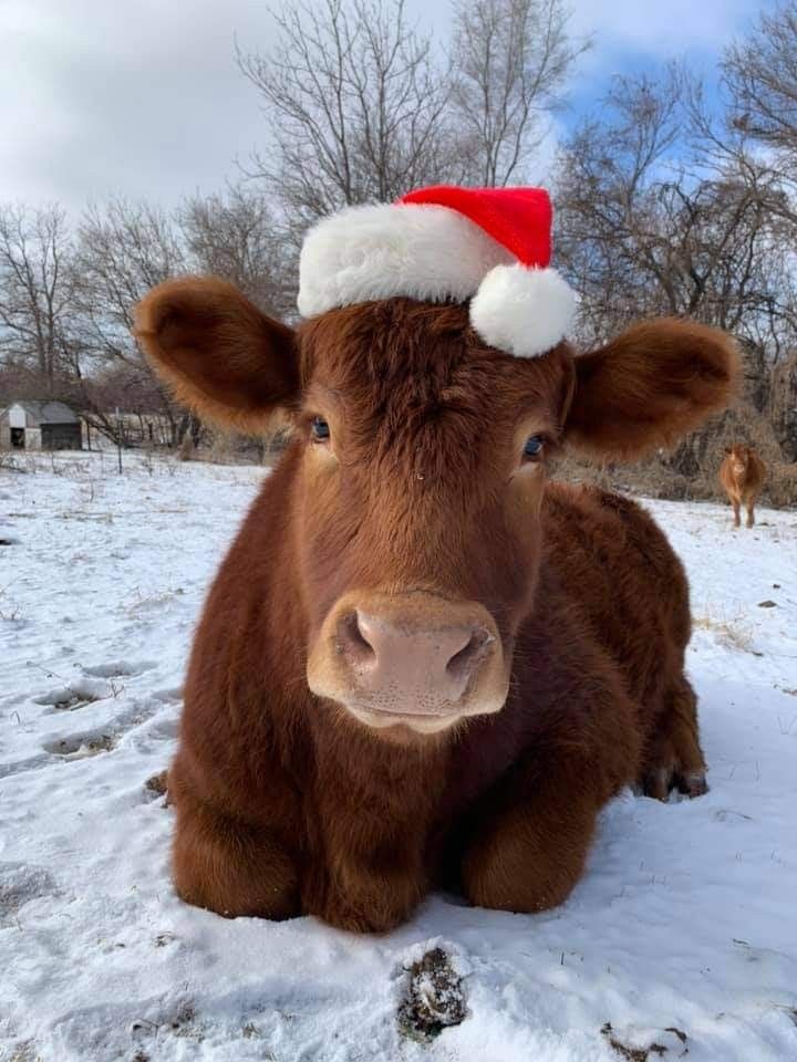 a brown cow wearing a santa hat sitting in the middle of a snow covered field