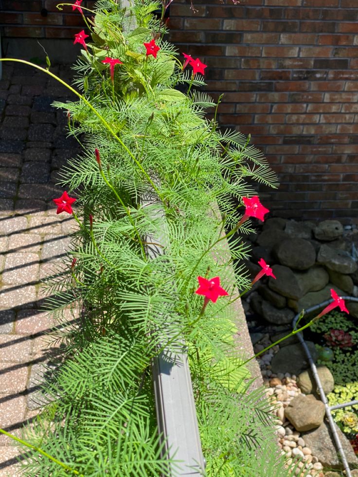 red flowers are growing on the side of a brick wall near some rocks and plants