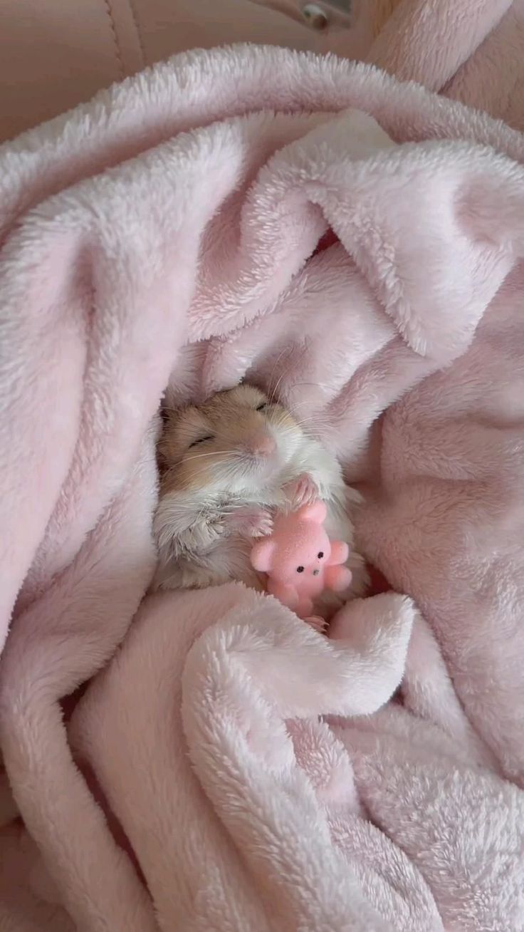 a hamster curled up in a pink blanket with its head tucked under a stuffed animal