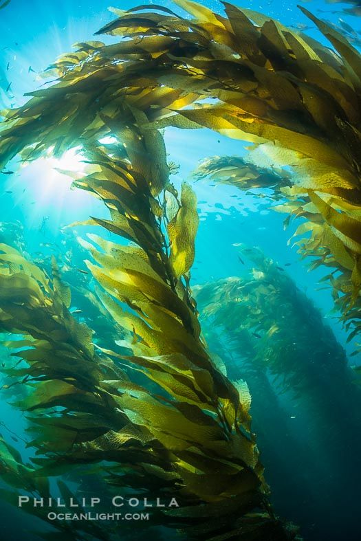 an underwater view of seaweed blowing in the wind