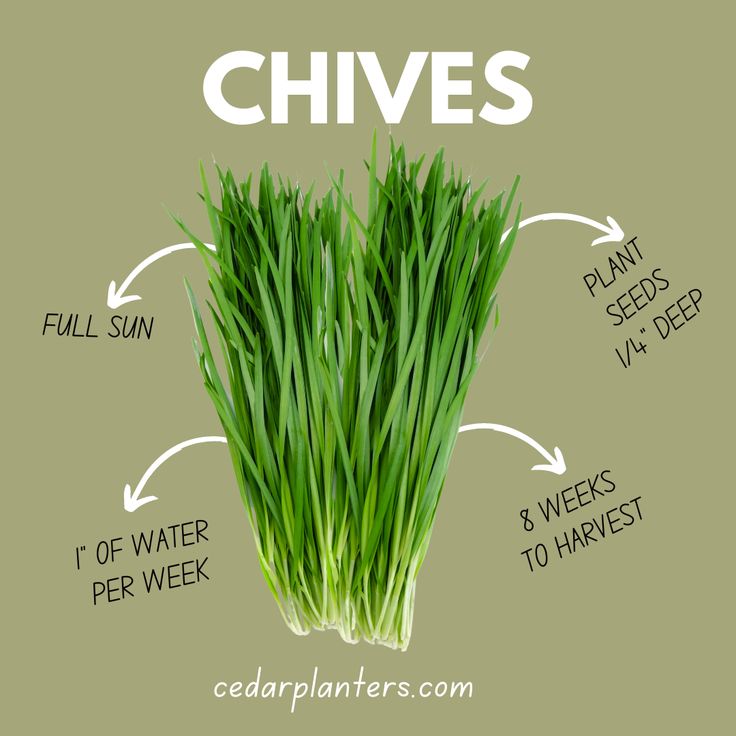 some green grass that is labeled with the words chives and other things to eat