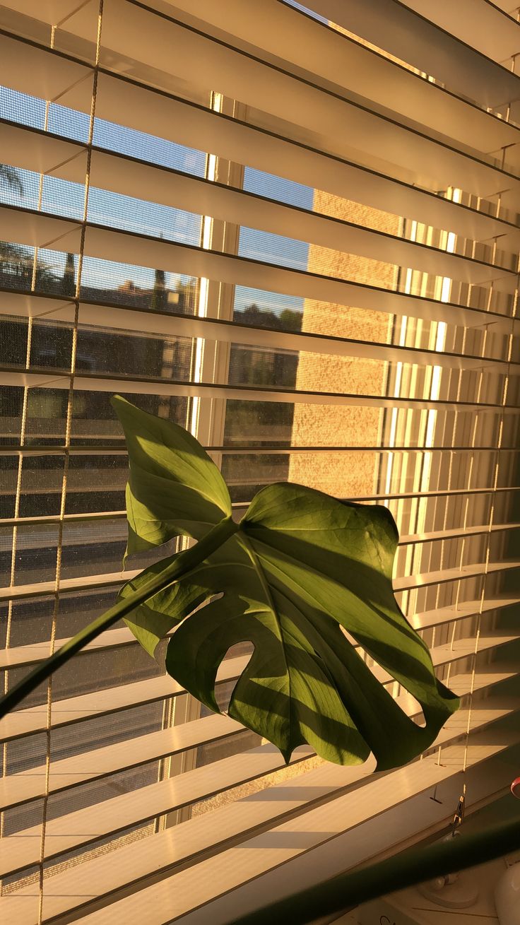 a green plant sitting on top of a window sill