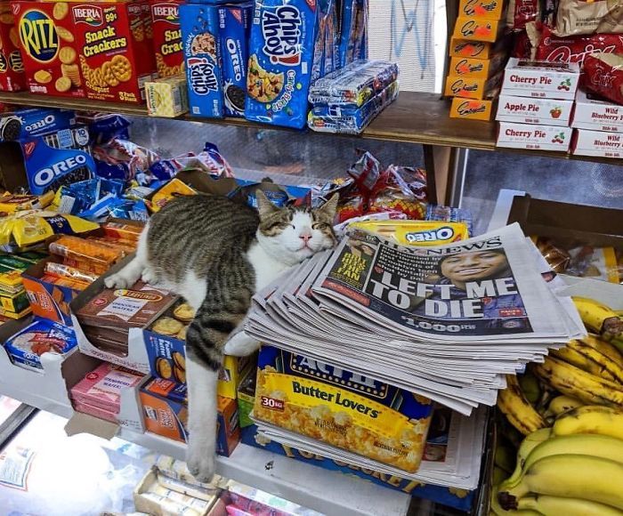 a cat sitting on top of a pile of newspapers next to bananas and other snacks