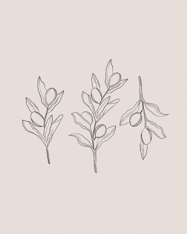 three different types of leaves on a white background