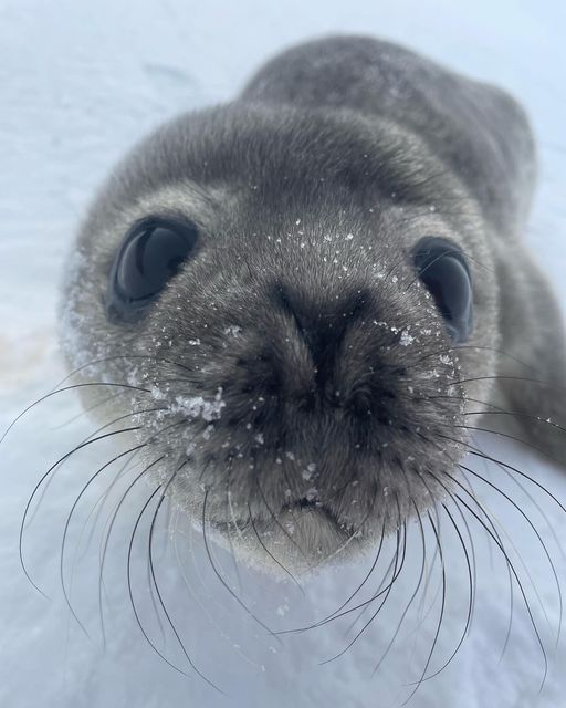 a close up of a seal in the snow