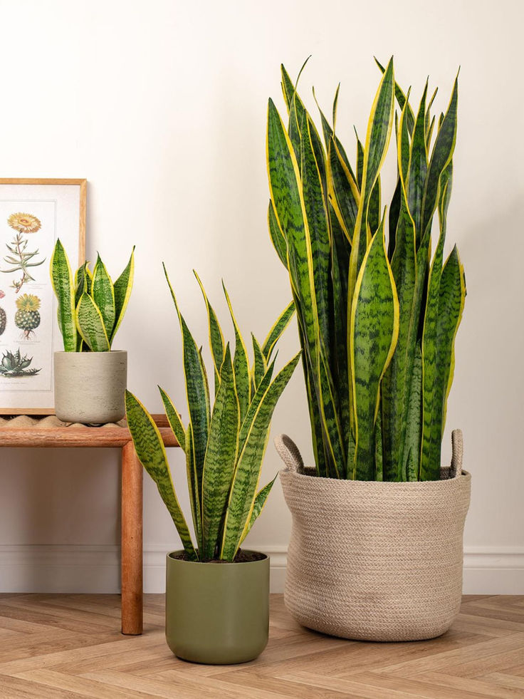 two potted plants sitting next to each other on a wooden floor in front of a white wall