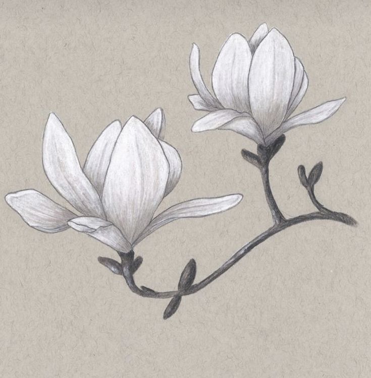 a drawing of two white flowers on a branch