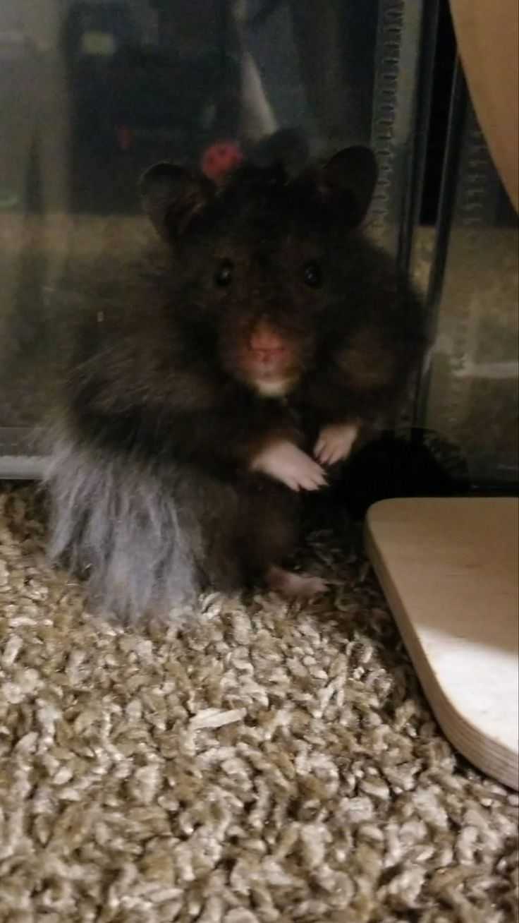 a small rodent sitting on top of a pile of wood chips next to a glass door