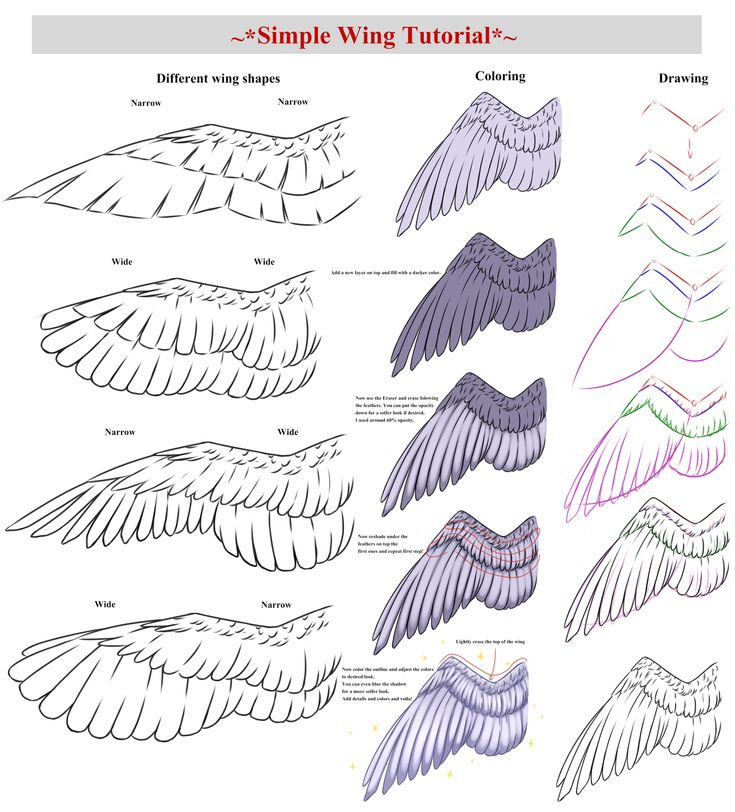 an image of different types of wings