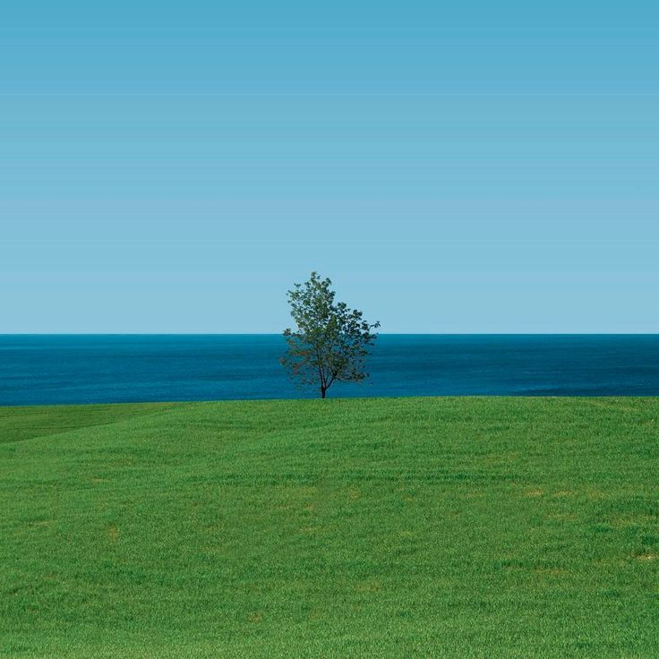 a lone tree stands in the middle of a grassy field with an ocean in the background