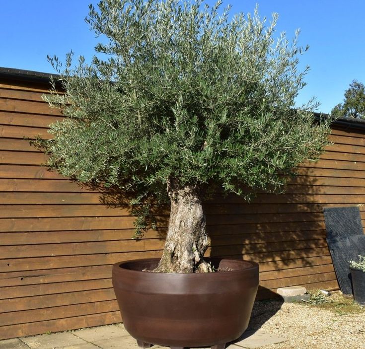 an olive tree growing in a large pot