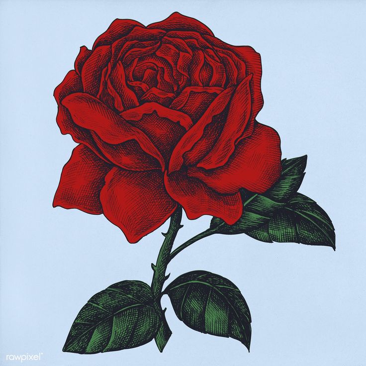 a drawing of a red rose with green leaves on a light blue background is shown