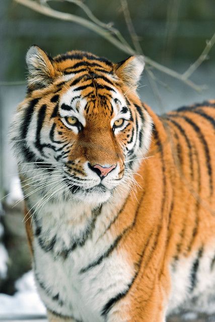 a tiger is walking in the snow with his eyes closed and it's head turned towards the camera