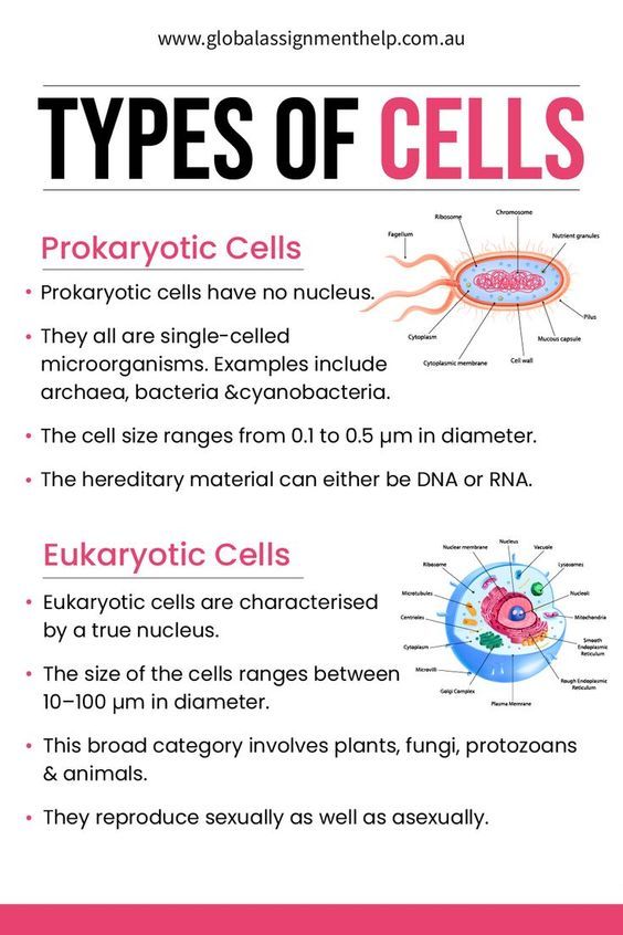 the types of cells are labeled in this poster, which shows their names and functions