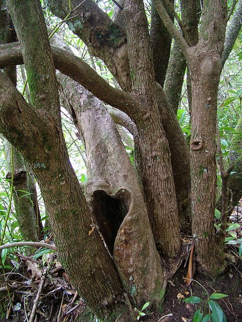 a tree that is in the middle of some dirt and grass with its trunk sticking out