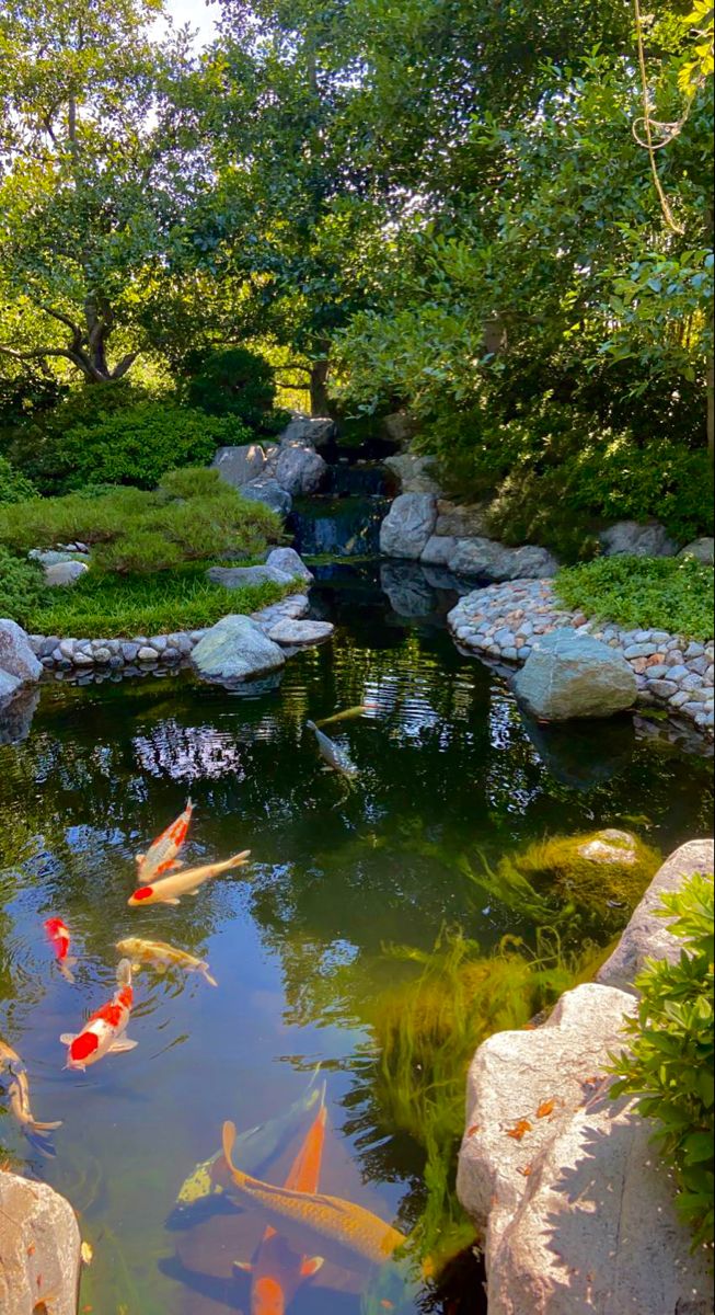 several koi fish swimming in a pond surrounded by rocks and greenery with trees