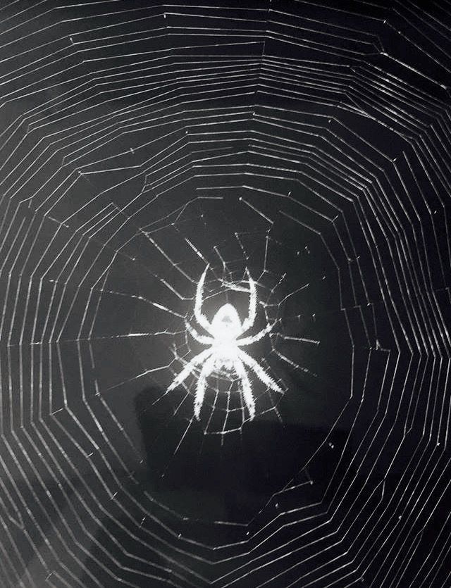 a spider is in the center of its web