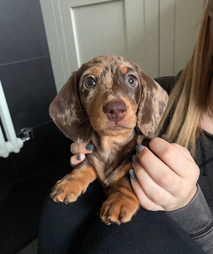 a woman is holding a small dog in her lap