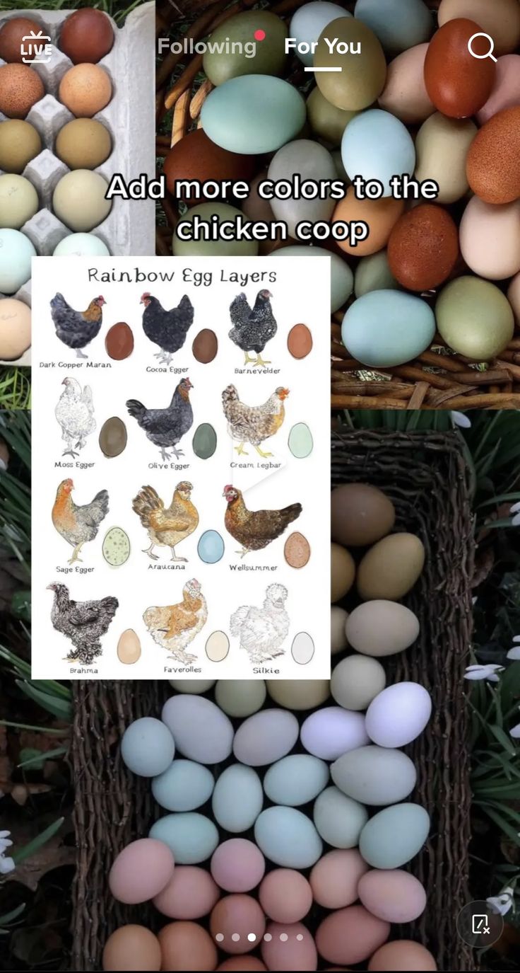 an image of some eggs and chickens