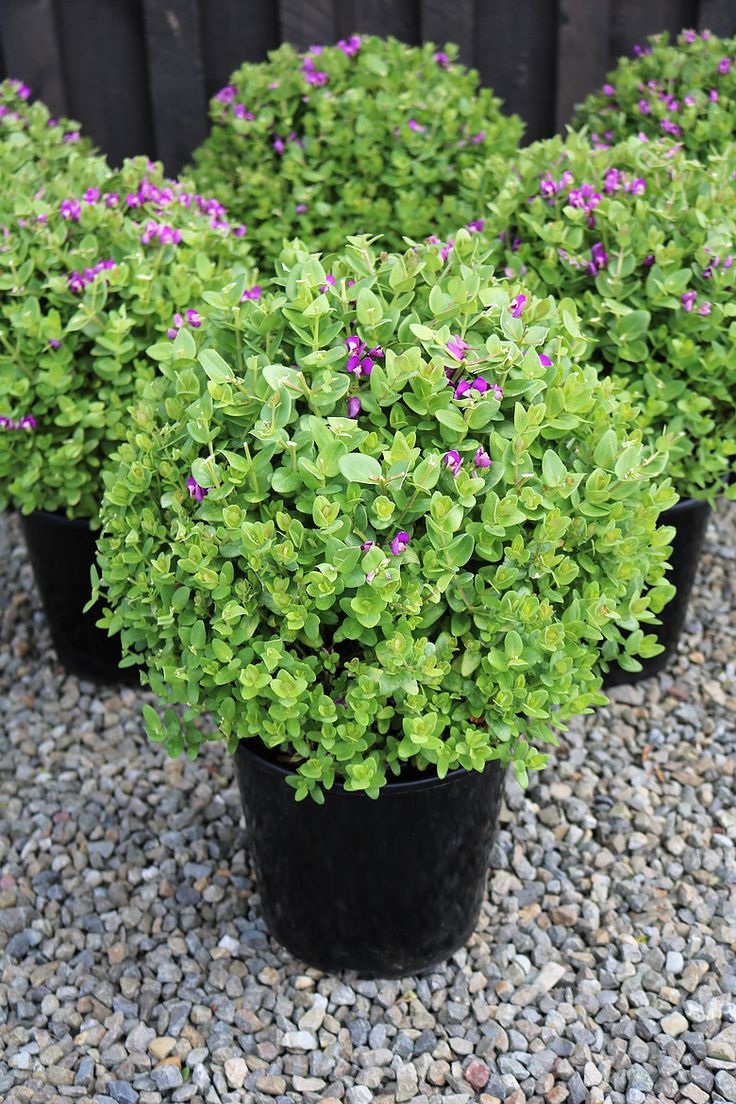 several potted plants with purple flowers in them