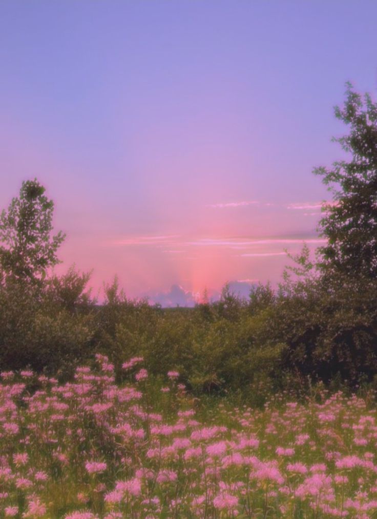 the sun is setting behind some trees and wildflowers in an open field with pink flowers