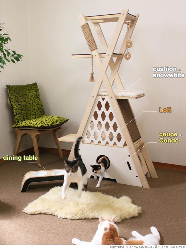 an image of a cat playing in the living room with its litter box and toys