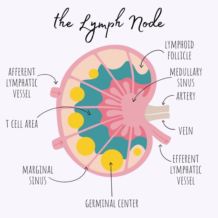 an image of the epile model with labels on it and labeled in different languages