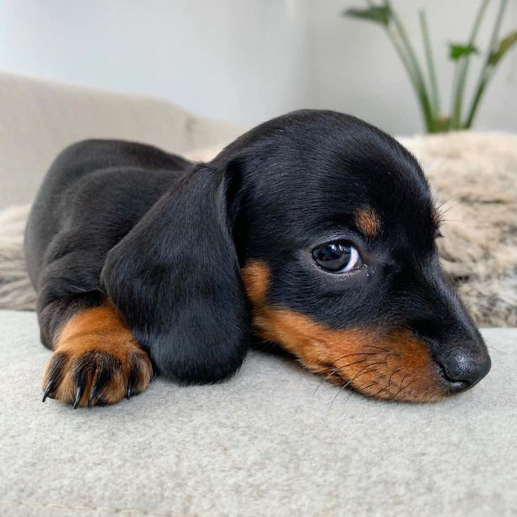 a small black and brown dog laying on top of a couch