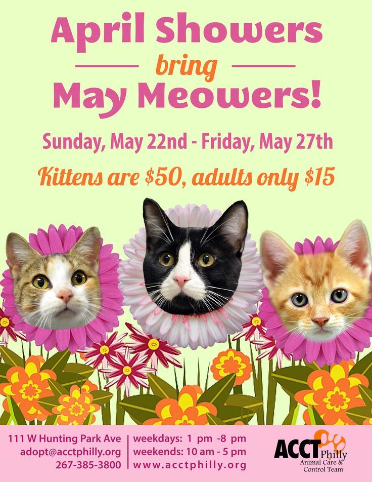 an advertisement for the kittens are on display in front of a flowery background