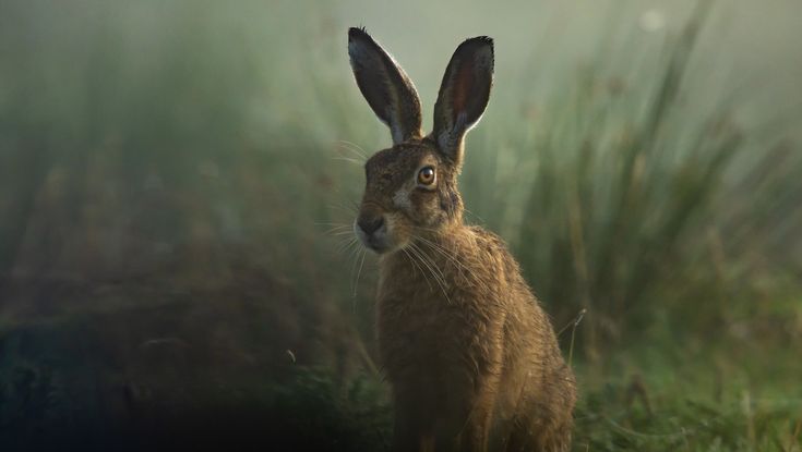 a brown rabbit is sitting in the grass