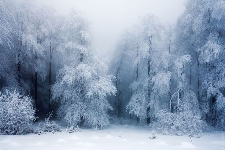 snow covered trees in the middle of a snowy forest filled with lots of tall grass