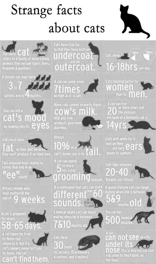 an info sheet with cats and other things to know about them, including the cat's tail