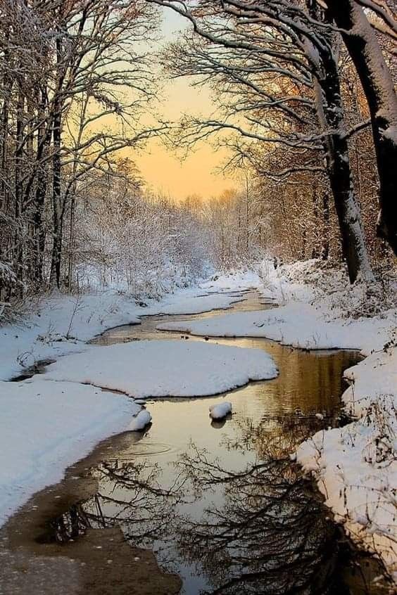 a stream running through a snow covered forest