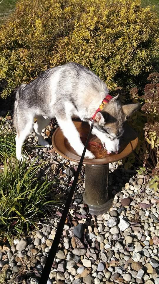 a dog drinking water from a bird bath