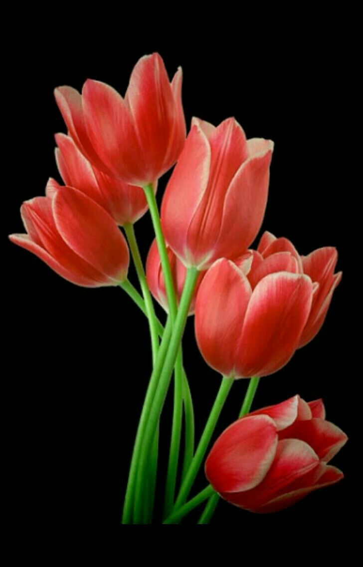 three red tulips with green stems against a black background