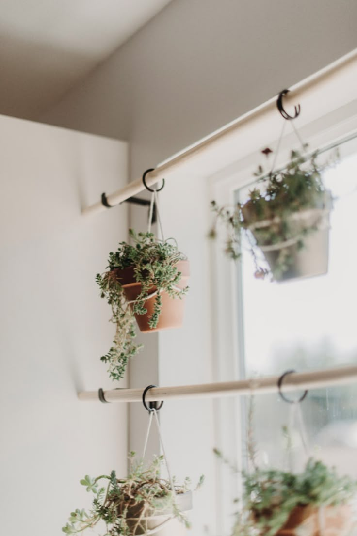 three potted plants are hanging on the window sill