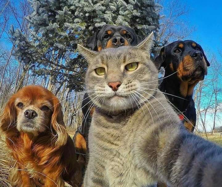 two dogs and a cat standing next to each other in front of some trees with one dog looking at the camera